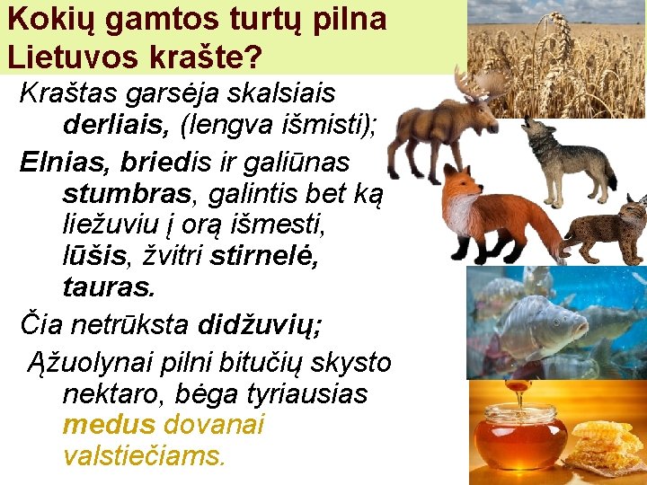 Kokių gamtos turtų pilna Lietuvos krašte? Kraštas garsėja skalsiais derliais, (lengva išmisti); Elnias, briedis