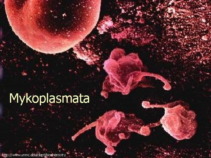 Mykoplasmata http: //www. unmc. edu/dept/biochemistry 