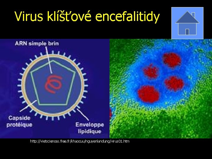 Virus klíšťové encefalitidy http: //vietsciences. free. fr/khaocuu/nguyenlandung/virus 01. htm 
