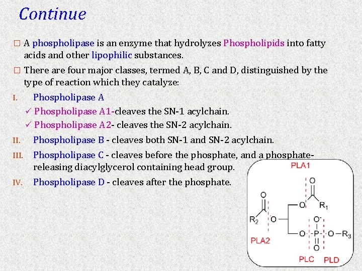 Continue � A phospholipase is an enzyme that hydrolyzes Phospholipids into fatty acids and