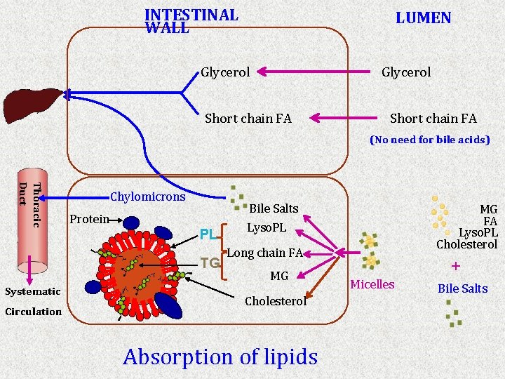 INTESTINAL WALL LUMEN Glycerol Short chain FA (No need for bile acids) Thoracic Duct