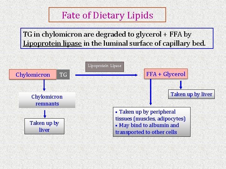 Fate of Dietary Lipids TG in chylomicron are degraded to glycerol + FFA by