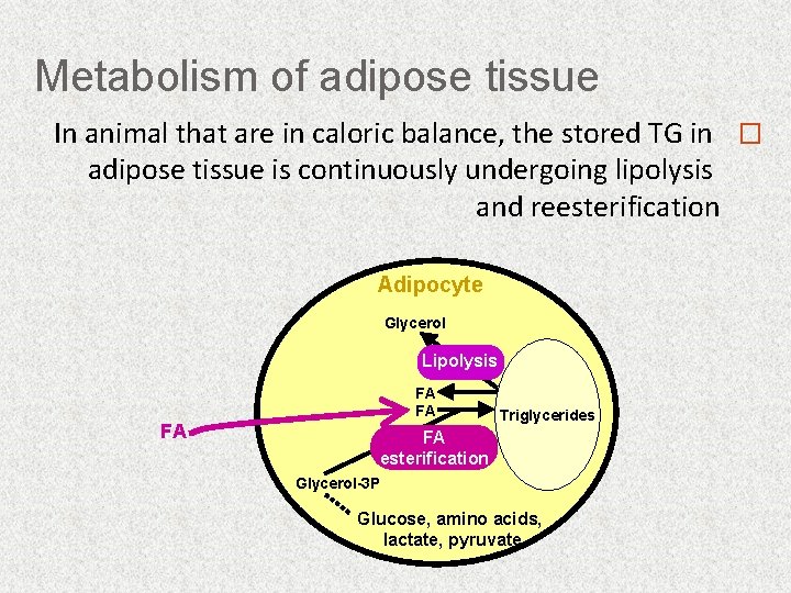 Metabolism of adipose tissue In animal that are in caloric balance, the stored TG