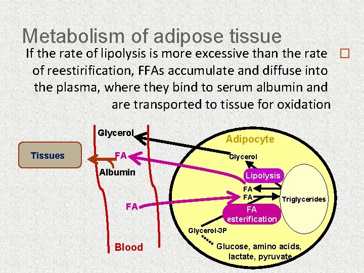 Metabolism of adipose tissue If the rate of lipolysis is more excessive than the