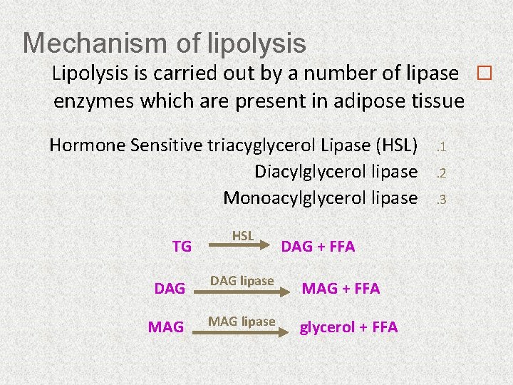 Mechanism of lipolysis Lipolysis is carried out by a number of lipase � enzymes