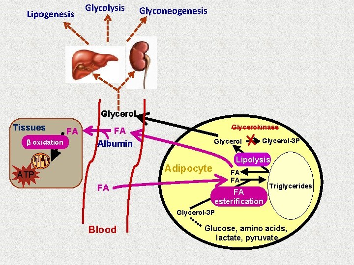 Lipogenesis Glycolysis Glyconeogenesis Glycerol Tissues b oxidation FA Glycerokinase FA Albumin Glycerol Lipolysis Adipocyte