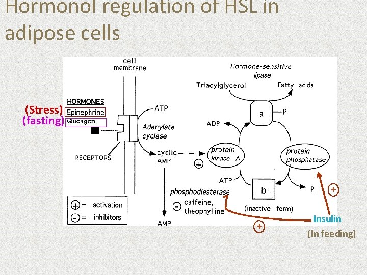 Hormonol regulation of HSL in adipose cells (Stress) (fasting) + + Insulin (In feeding)