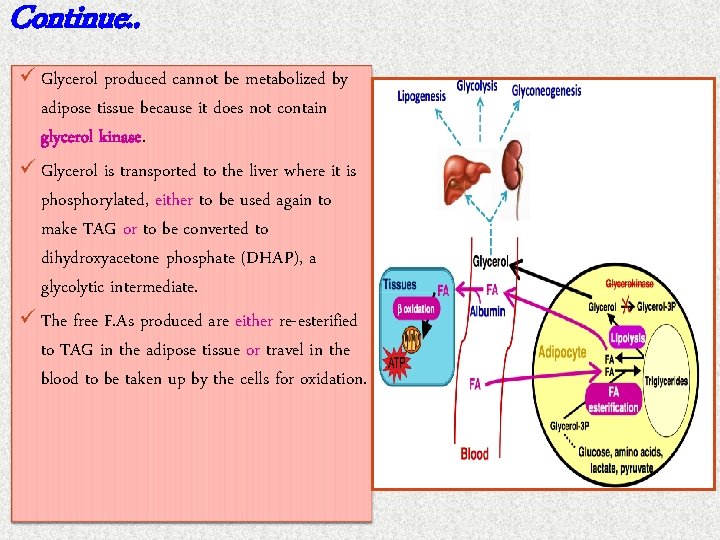 Continue. . ü Glycerol produced cannot be metabolized by adipose tissue because it does