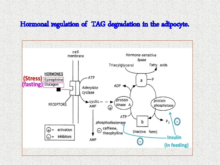 Hormonal regulation of TAG degradation in the adipocyte. 