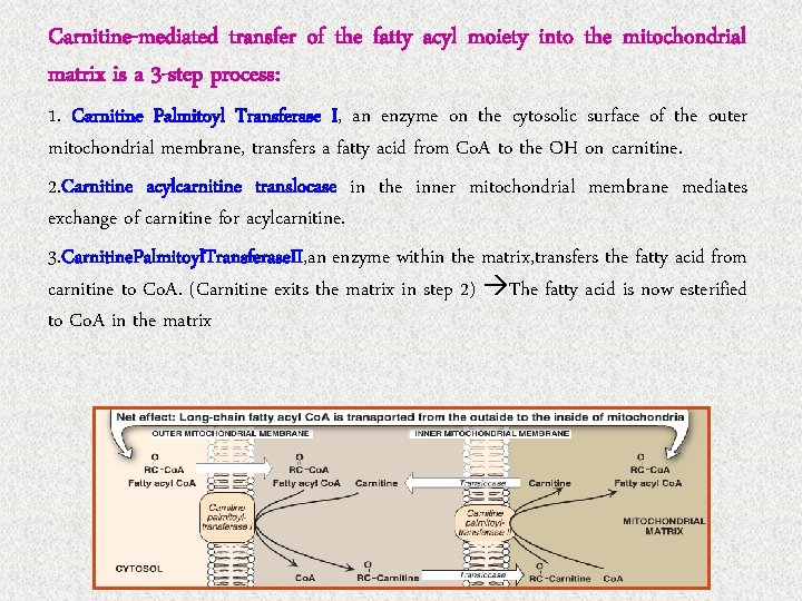 Carnitine-mediated transfer of the fatty acyl moiety into the mitochondrial matrix is a 3