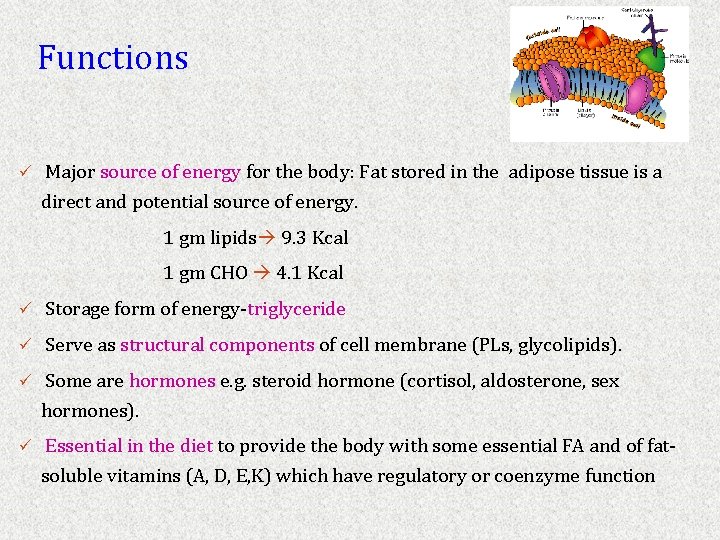 Functions ü Major source of energy for the body: Fat stored in the adipose