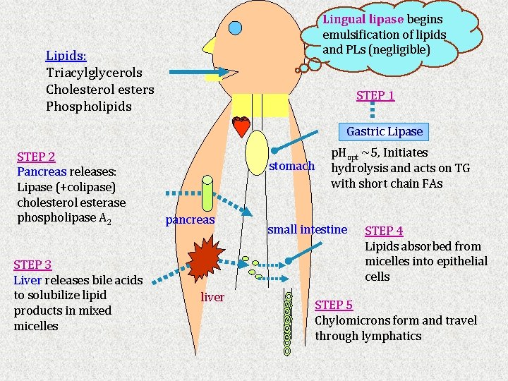 Lingual lipase begins emulsification of lipids and PLs (negligible) Lipids: Triacylglycerols Cholesterol esters Phospholipids