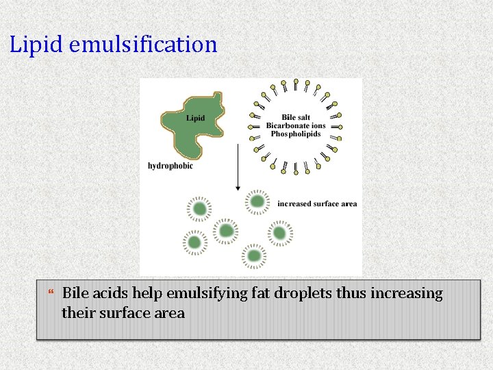 Lipid emulsification Bile acids help emulsifying fat droplets thus increasing their surface area 