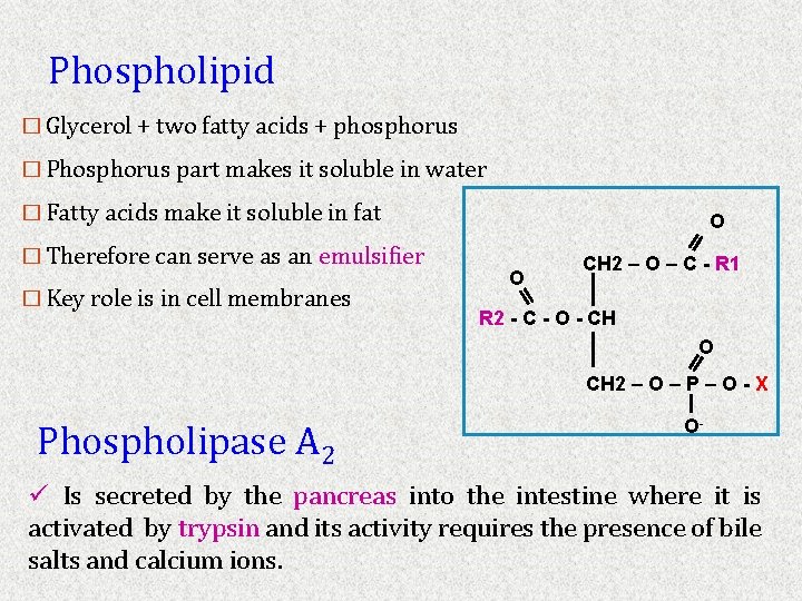 Phospholipid � Glycerol + two fatty acids + phosphorus � Phosphorus part makes it