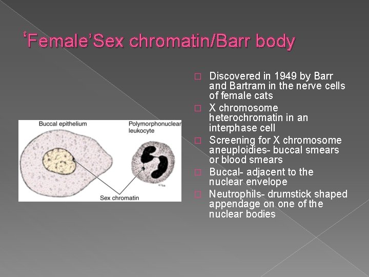 ‘Female’Sex chromatin/Barr body � � � Discovered in 1949 by Barr and Bartram in