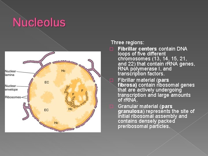 Nucleolus Three regions: � Fibrillar centers contain DNA loops of five different chromosomes (13,
