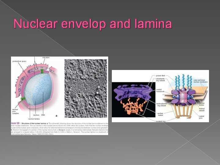 Nuclear envelop and lamina 