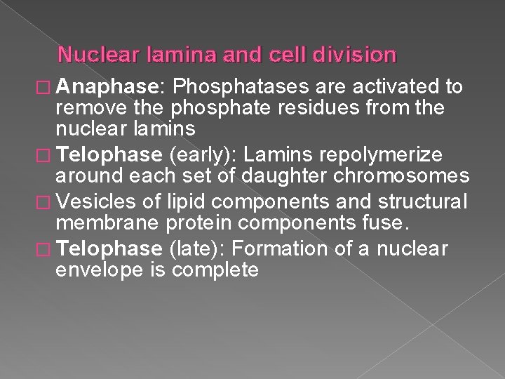 Nuclear lamina and cell division � Anaphase: Phosphatases are activated to remove the phosphate