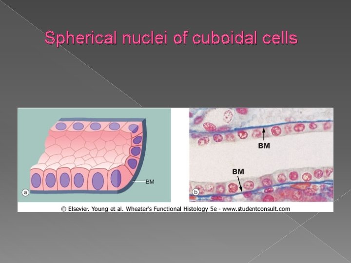 Spherical nuclei of cuboidal cells 