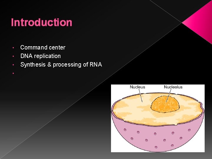 Introduction • • Command center DNA replication Synthesis & processing of RNA 
