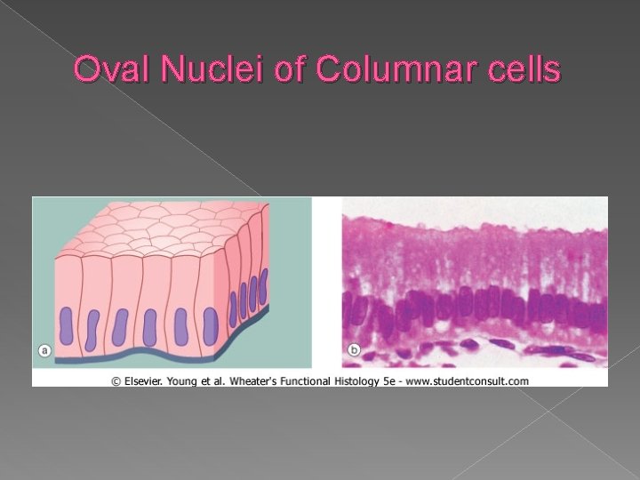 Oval Nuclei of Columnar cells 