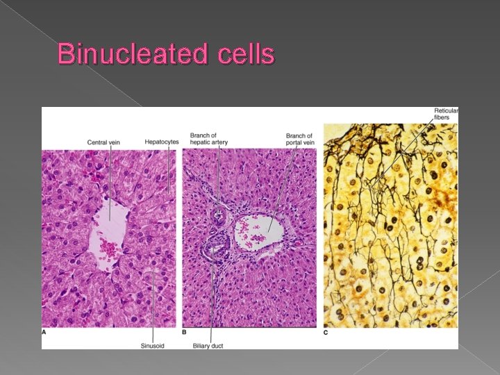 Binucleated cells 