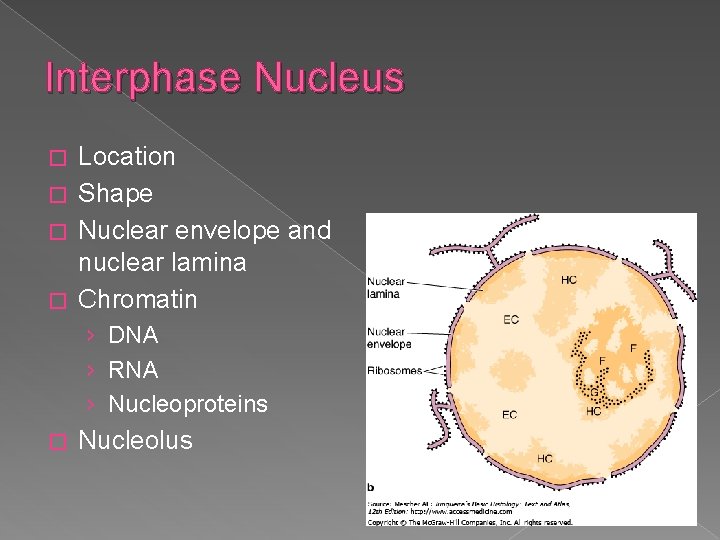 Interphase Nucleus Location � Shape � Nuclear envelope and nuclear lamina � Chromatin �