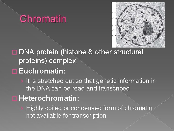 Chromatin � DNA protein (histone & other structural proteins) complex � Euchromatin: › It