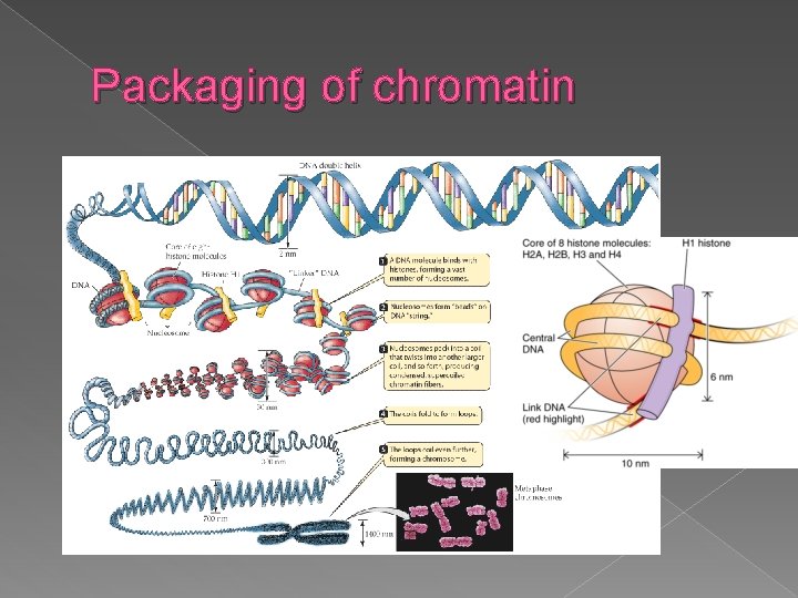 Packaging of chromatin 