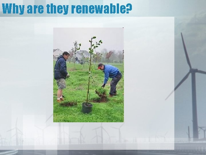 Why are they renewable? 