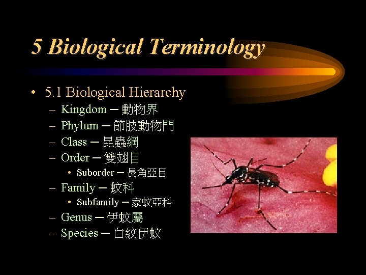 5 Biological Terminology • 5. 1 Biological Hierarchy – – Kingdom ─ 動物界 Phylum