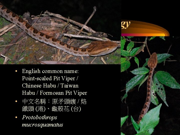 5 Biological Terminology • English common name: Point-scaled Pit Viper / Chinese Habu /