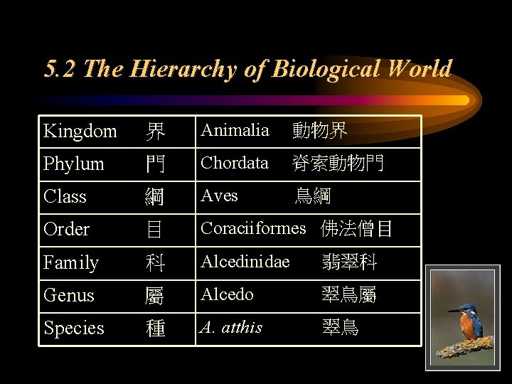 5. 2 The Hierarchy of Biological World Kingdom 界 Animalia 動物界 Phylum 門 Chordata