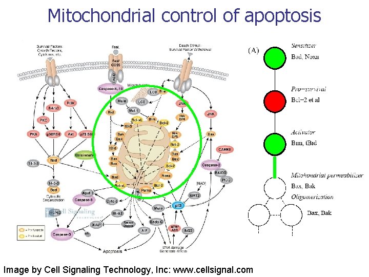Mitochondrial control of apoptosis Image by Cell Signaling Technology, Inc: www. cellsignal. com 