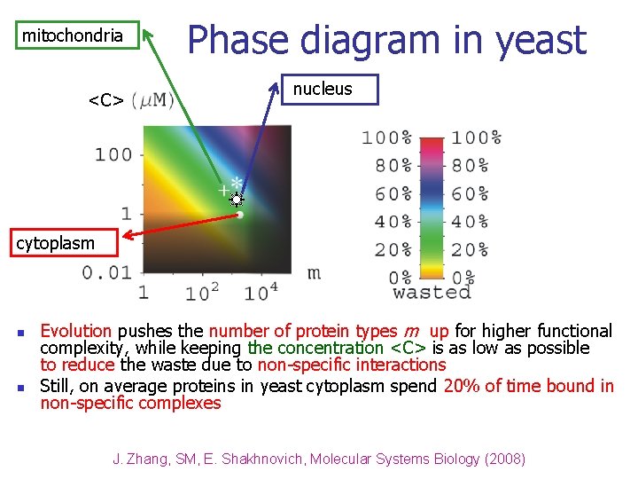 mitochondria <C> Phase diagram in yeast nucleus cytoplasm n n Evolution pushes the number