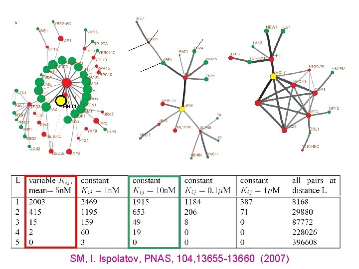 HHT 1 SM, I. Ispolatov, PNAS, 104, 13655 -13660 (2007) 
