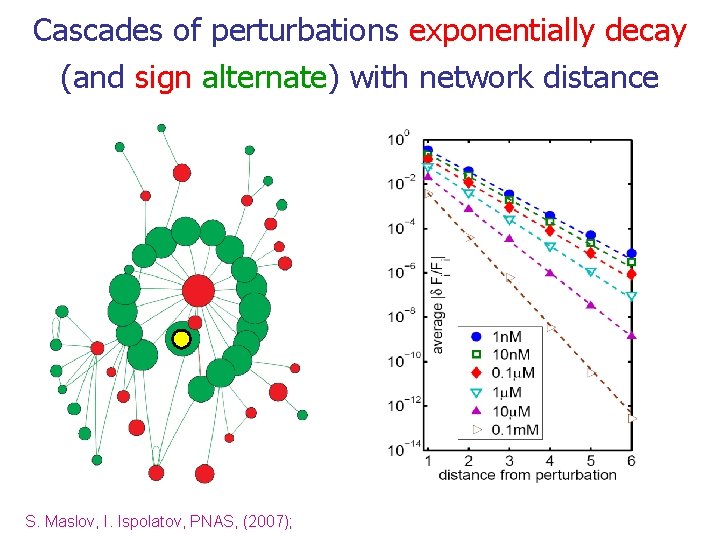 Cascades of perturbations exponentially decay (and sign alternate) with network distance S. Maslov, I.