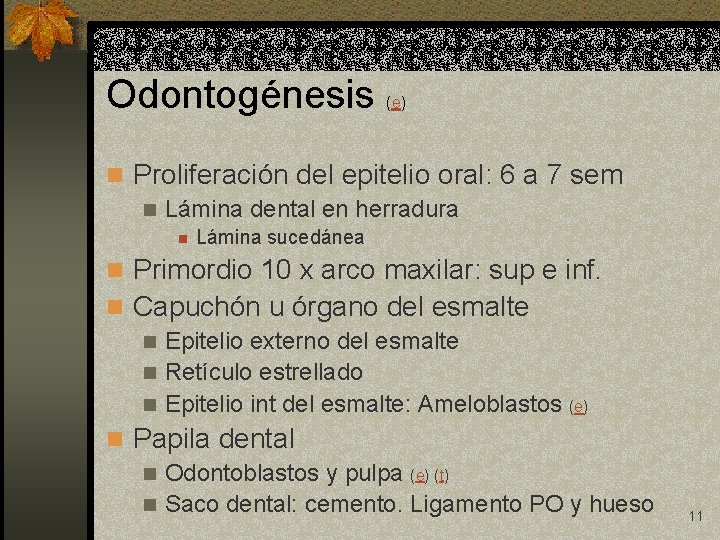 Odontogénesis (e) n Proliferación del epitelio oral: 6 a 7 sem n Lámina dental