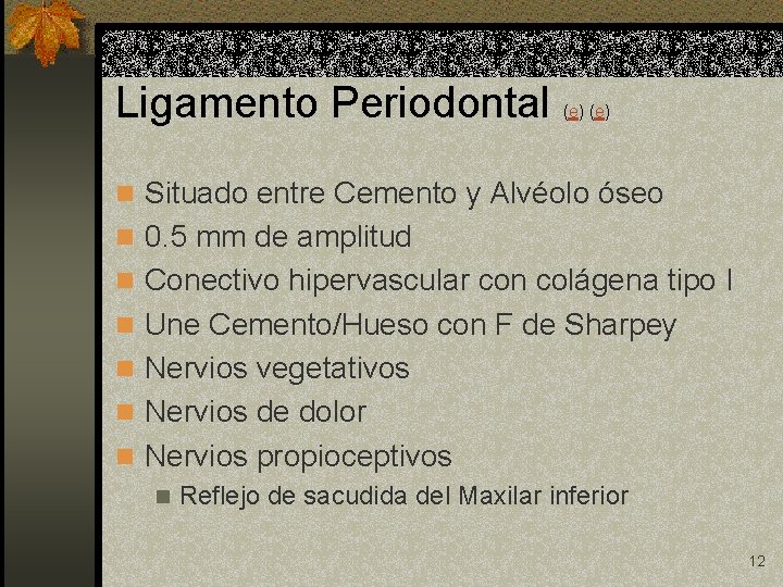 Ligamento Periodontal (e) n Situado entre Cemento y Alvéolo óseo n 0. 5 mm