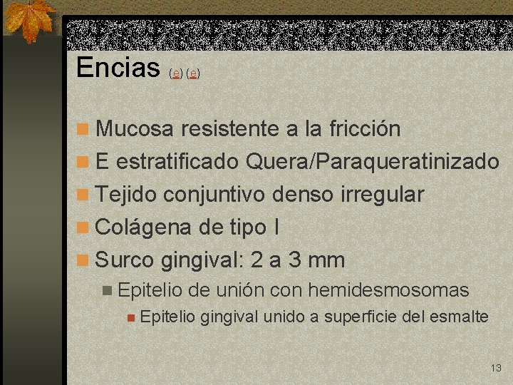 Encias (e) n Mucosa resistente a la fricción n E estratificado Quera/Paraqueratinizado n Tejido