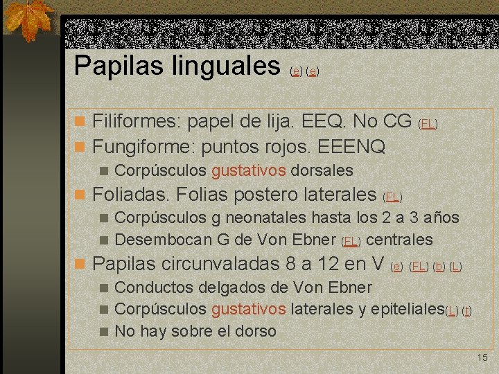 Papilas linguales (e) n Filiformes: papel de lija. EEQ. No CG (FL) n Fungiforme: