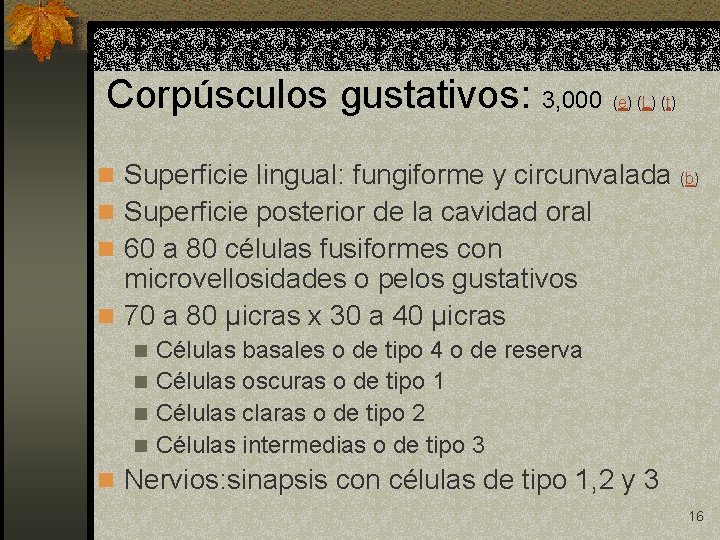 Corpúsculos gustativos: 3, 000 (e) (L) (t) n Superficie lingual: fungiforme y circunvalada (b)