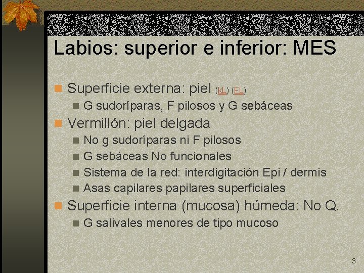 Labios: superior e inferior: MES n Superficie externa: piel (k. L) (FL) n G