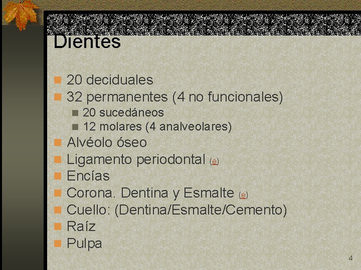 Dientes n 20 deciduales n 32 permanentes (4 no funcionales) n 20 sucedáneos n