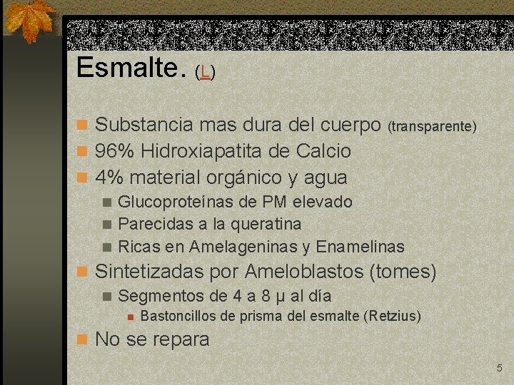 Esmalte. (L) n Substancia mas dura del cuerpo (transparente) n 96% Hidroxiapatita de Calcio