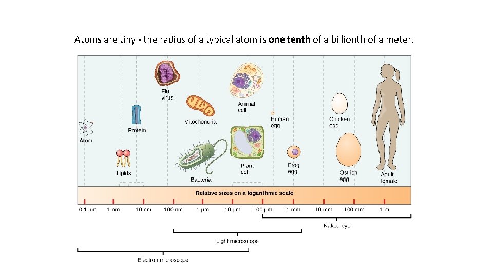 Atoms are tiny - the radius of a typical atom is one tenth of