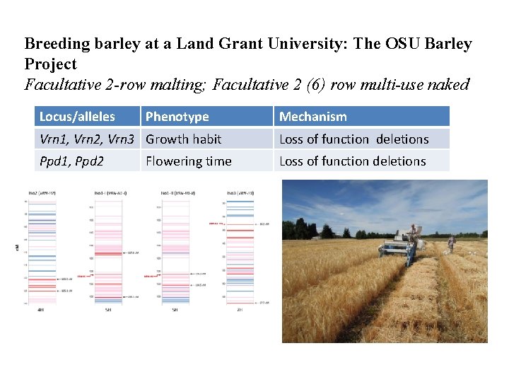 Breeding barley at a Land Grant University: The OSU Barley Project Facultative 2 -row