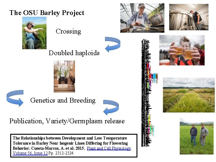 The OSU Barley Project Crossing 5 H Doubled haploids The Relationships between Development and