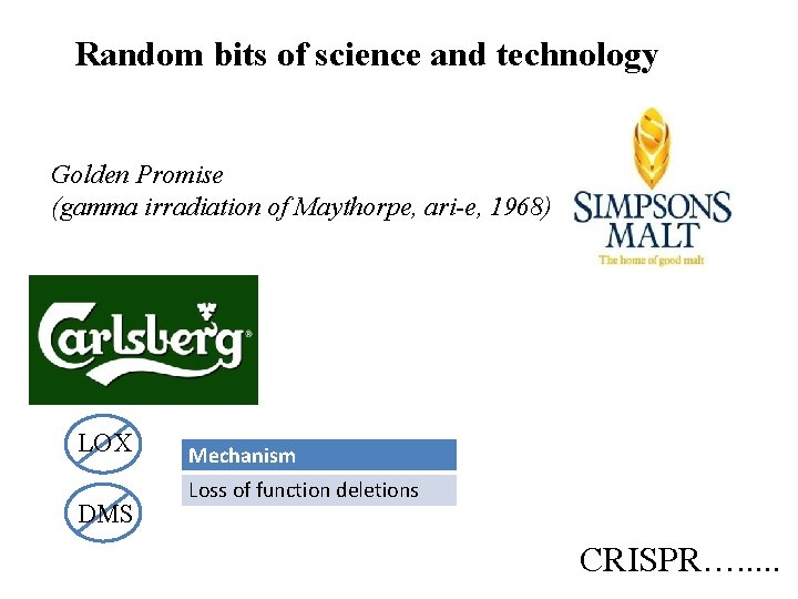 Random bits of science and technology Golden Promise (gamma irradiation of Maythorpe, ari-e, 1968)