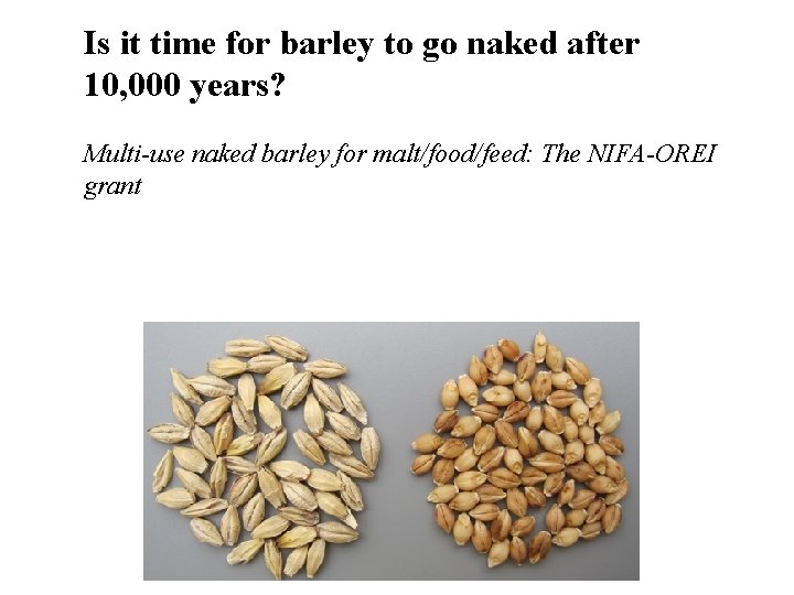 Is it time for barley to go naked after 10, 000 years? Multi-use naked